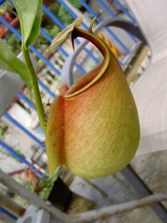 Nepenthes bicalcarata 'Red Flush' 3
